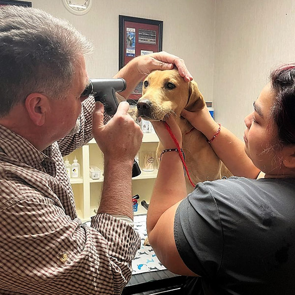 veterinary team examining dog